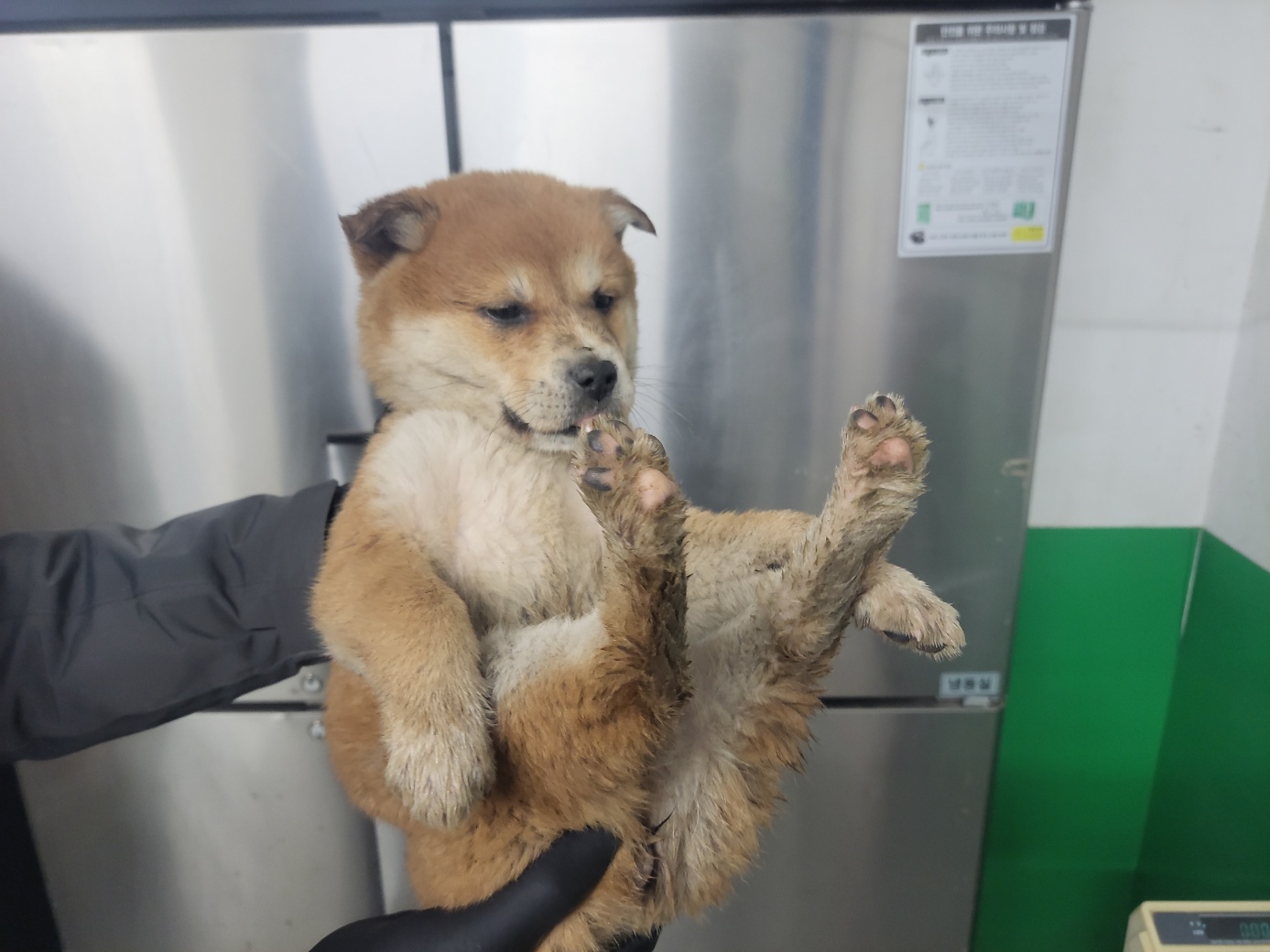 보호중 믹스견의 가…